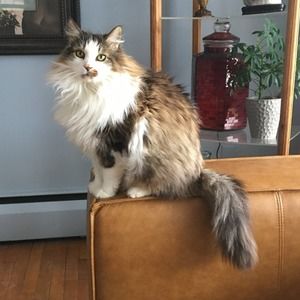 Meet your Posher, Daniel